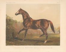 Load image into Gallery viewer, “Thoroughbred Sire ‘Blair Athol’ Winner of the Derby &amp; St. Leger 1864.”  From &quot;Cassell’s The Illustrated Book of the Horse&quot;
