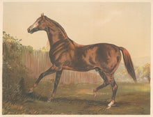 Load image into Gallery viewer, “Thoroughbred Sire ‘Blair Athol’ Winner of the Derby &amp; St. Leger 1864.”  From &quot;Cassell’s The Illustrated Book of the Horse&quot;
