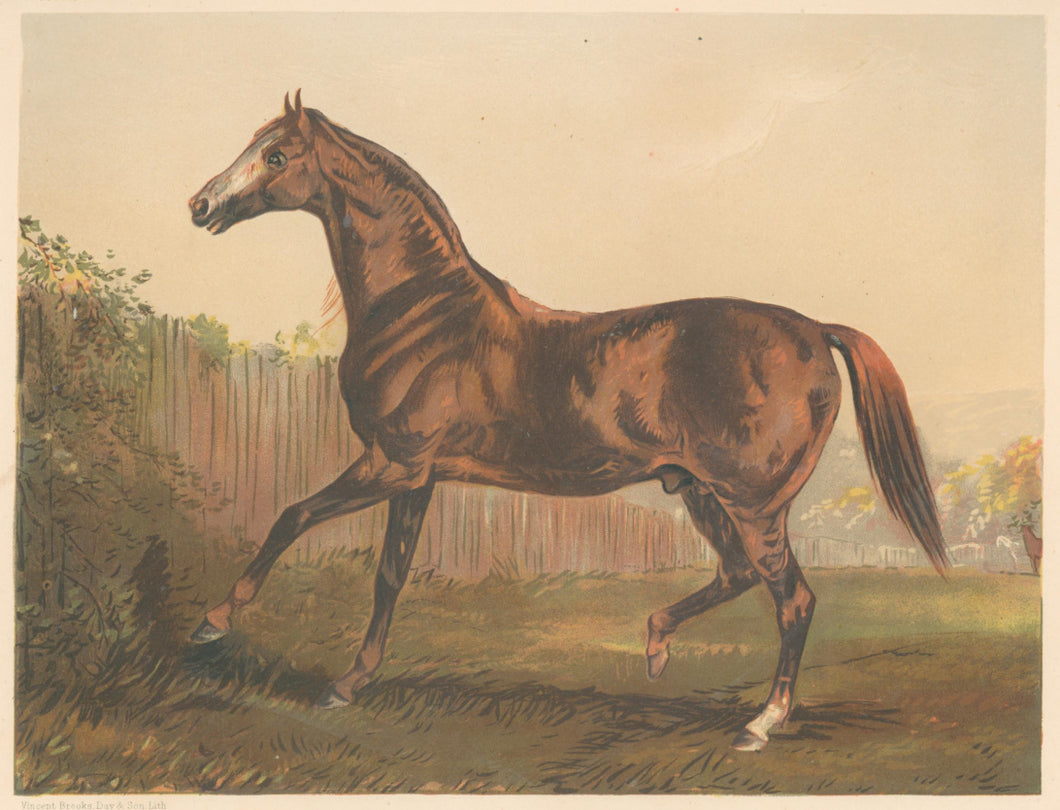 “Thoroughbred Sire ‘Blair Athol’ Winner of the Derby & St. Leger 1864.”  From 