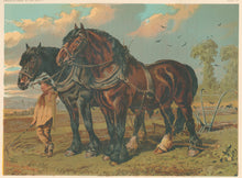 Load image into Gallery viewer, Williams, Sheldon  “Clydesdale Stallion &amp; Mare.  The Property of Col. Loyd Lindsay, V.C.M.P.”  From &quot;Cassell’s The Illustrated Book of the Horse&quot;
