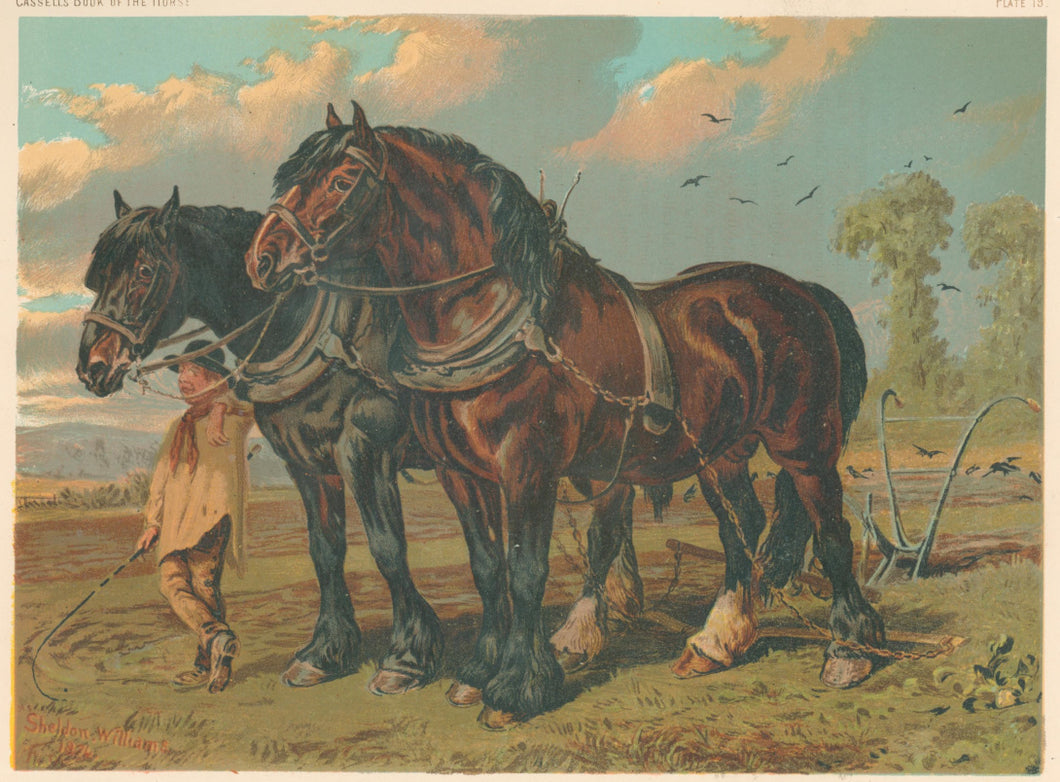Williams, Sheldon  “Clydesdale Stallion & Mare.  The Property of Col. Loyd Lindsay, V.C.M.P.”  From 