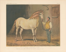 Load image into Gallery viewer, Corbould, Alfred  “Cream State Carriage Horse. (Of her Majesty’s Stud.)”  From &quot;Cassell’s The Illustrated Book of the Horse&quot;
