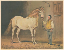 Load image into Gallery viewer, Corbould, Alfred  “Cream State Carriage Horse. (Of her Majesty’s Stud.)”  From &quot;Cassell’s The Illustrated Book of the Horse&quot;
