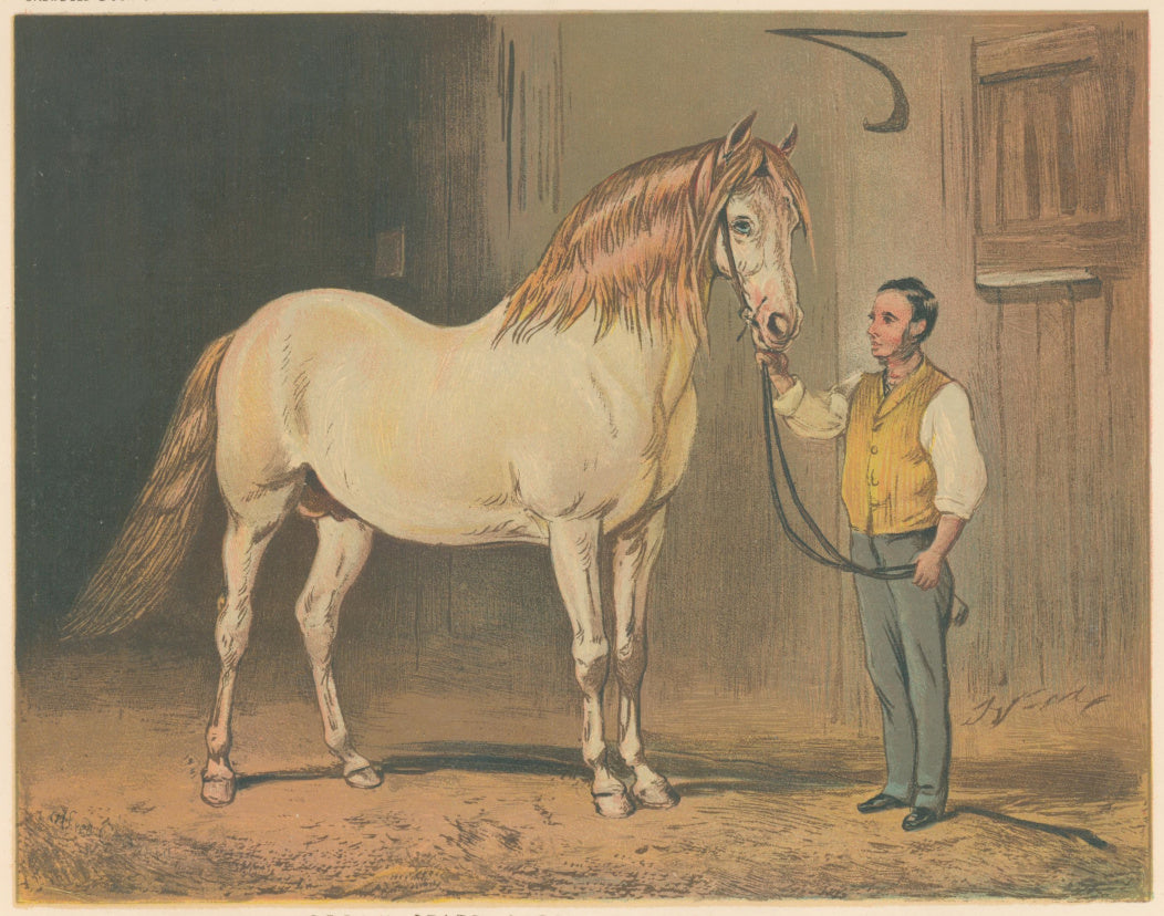 Corbould, Alfred  “Cream State Carriage Horse. (Of her Majesty’s Stud.)”  From 