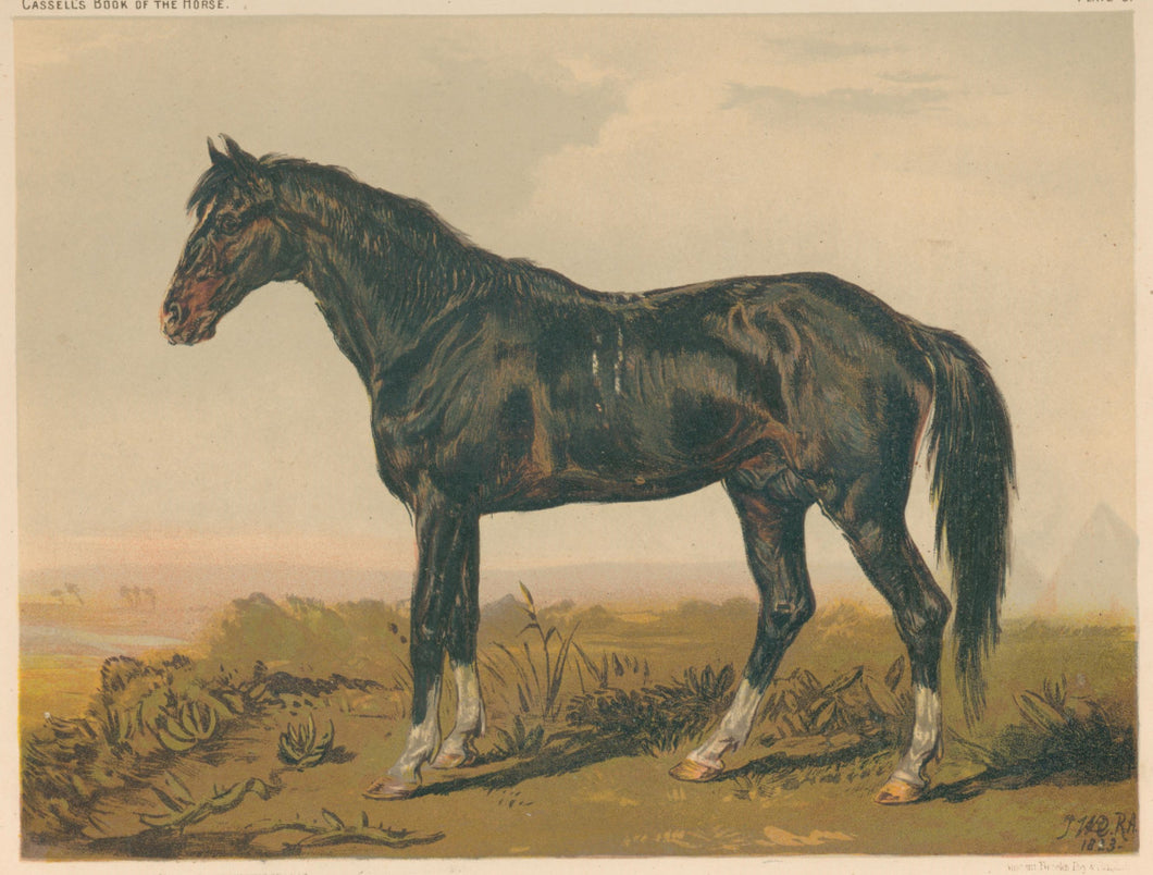 Ward, James  “A Dongola Horse…”  From 