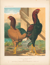 Load image into Gallery viewer, Unattributed  &quot;The Revd A.C. Brooke&#39;s Pair of Malays.&quot; From &quot;The Illustrated Book of Poultry&quot;
