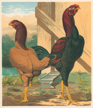 Load image into Gallery viewer, Unattributed  &quot;The Revd A.C. Brooke&#39;s Pair of Malays.&quot; From &quot;The Illustrated Book of Poultry&quot;
