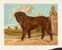 Load image into Gallery viewer, Shaw, Vero  “Mastiff. ‘Wolsey’ The Property of Mr. F.G. Banbury.”
