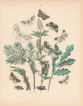 Load image into Gallery viewer, Cassell. Plate 24. From &quot;European Butterflies and Moths&quot;
