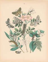 Load image into Gallery viewer, Cassell. Plate 25. From &quot;European Butterflies and Moths&quot;
