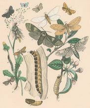 Load image into Gallery viewer, Cassell. Plate 26. From &quot;European Butterflies and Moths&quot;
