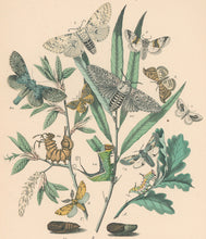 Load image into Gallery viewer, Cassell. Plate 30. From &quot;European Butterflies and Moths&quot;
