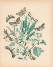 Load image into Gallery viewer, Cassell. Plate 31. From &quot;European Butterflies and Moths&quot;
