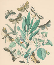 Load image into Gallery viewer, Cassell. Plate 31. From &quot;European Butterflies and Moths&quot;
