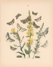 Load image into Gallery viewer, Cassell. Plate 39. From &quot;European Butterflies and Moths&quot;

