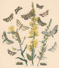 Load image into Gallery viewer, Cassell. Plate 39. From &quot;European Butterflies and Moths&quot;
