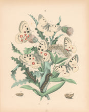 Load image into Gallery viewer, Cassell. Plate 3. From &quot;European Butterflies and Moths&quot;
