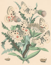 Load image into Gallery viewer, Cassell. Plate 3. From &quot;European Butterflies and Moths&quot;
