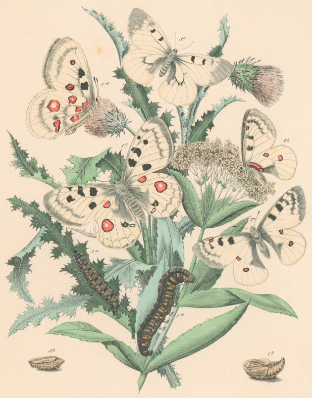 Cassell. Plate 3. From 