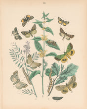 Load image into Gallery viewer, Cassell. Plate 40. From &quot;European Butterflies and Moths&quot;
