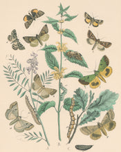 Load image into Gallery viewer, Cassell. Plate 40. From &quot;European Butterflies and Moths&quot;

