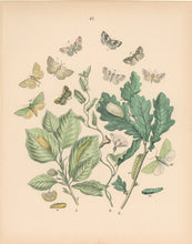 Load image into Gallery viewer, Cassell. Plate 42. From &quot;European Butterflies and Moths&quot;
