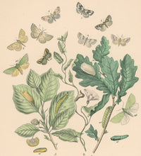 Load image into Gallery viewer, Cassell. Plate 42. From &quot;European Butterflies and Moths&quot;
