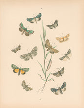 Load image into Gallery viewer, Cassell. Plate 55. From &quot;European Butterflies and Moths&quot;
