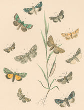 Load image into Gallery viewer, Cassell. Plate 55. From &quot;European Butterflies and Moths&quot;
