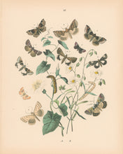 Load image into Gallery viewer, Cassell. Plate 57. From &quot;European Butterflies and Moths&quot;

