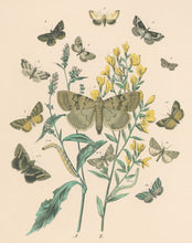 Load image into Gallery viewer, Cassell. Plate 58. From &quot;European Butterflies and Moths&quot;
