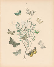 Load image into Gallery viewer, Cassell. Plate 59. From &quot;European Butterflies and Moths&quot;
