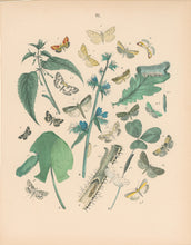 Load image into Gallery viewer, Cassell. Plate 61. From &quot;European Butterflies and Moths&quot;
