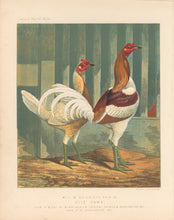 Load image into Gallery viewer, Unattributed  &quot;Mr. C.W. Brierley&#39;s Pair of Pile Game.&quot; From &quot;The Illustrated Book of Poultry&quot;
