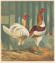 Load image into Gallery viewer, Unattributed  &quot;Mr. C.W. Brierley&#39;s Pair of Pile Game.&quot; From &quot;The Illustrated Book of Poultry&quot;
