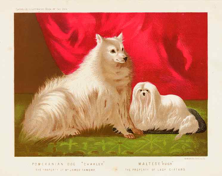 Shaw, Vero  “Pomeranian Dog; Maltese. ‘Charley’ The Property of Mr. James Fawdry.; ‘Hugh’ The Property of Lady Giffard.”