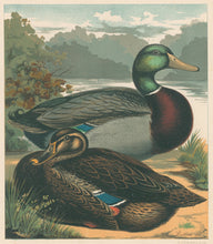 Load image into Gallery viewer, Unattributed  &quot;Mr. J.K. Fowler&#39;s Pair of Rouen Ducks.&quot; From &quot;The Illustrated Book of Poultry&quot;
