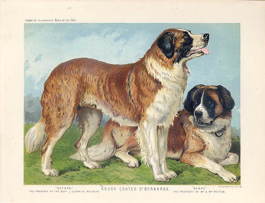 Shaw, Vero "Rough Coated St. Bernards" Philadelphia Print Shop