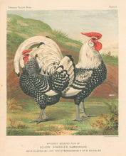 Load image into Gallery viewer, Ludlow.  &quot;Mr. Henry Beldon&#39;s pair of Silver Spangled Hamburghs.&quot;
