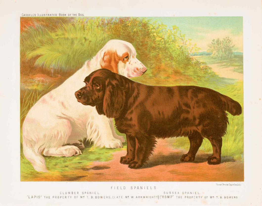 Shaw, Vero  “Field Spaniels. Clumber Spaniel. ‘Lapis’ the Property of Mr. T.B. Bowers, (Late Mr. W. Arkwright's). Sussex Spaniel. ‘Romp’ the Property of Mr. T.B. Bowers.”