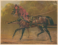 Load image into Gallery viewer, “A State Carriage Horse – The Property of His Royal Highness the Prince of Wales.”  From &quot;Cassell’s The Illustrated Book of the Horse&quot;
