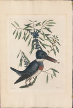 Load image into Gallery viewer, Catesby, Mark  &quot;The King Fisher&quot; 69
