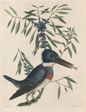 Load image into Gallery viewer, Catesby, Mark  &quot;The King Fisher&quot; 69
