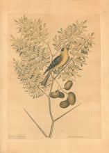 Load image into Gallery viewer, Catesby, Mark  Plate 43.  “The American Goldfinch”
