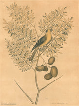 Load image into Gallery viewer, Catesby, Mark  Plate 43.  “The American Goldfinch”
