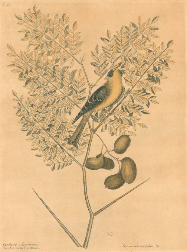 Catesby, Mark  Plate 43.  “The American Goldfinch”