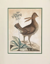 Load image into Gallery viewer, Catesby, Mark “Heath Hen.” Plate 1 from the Appendix
