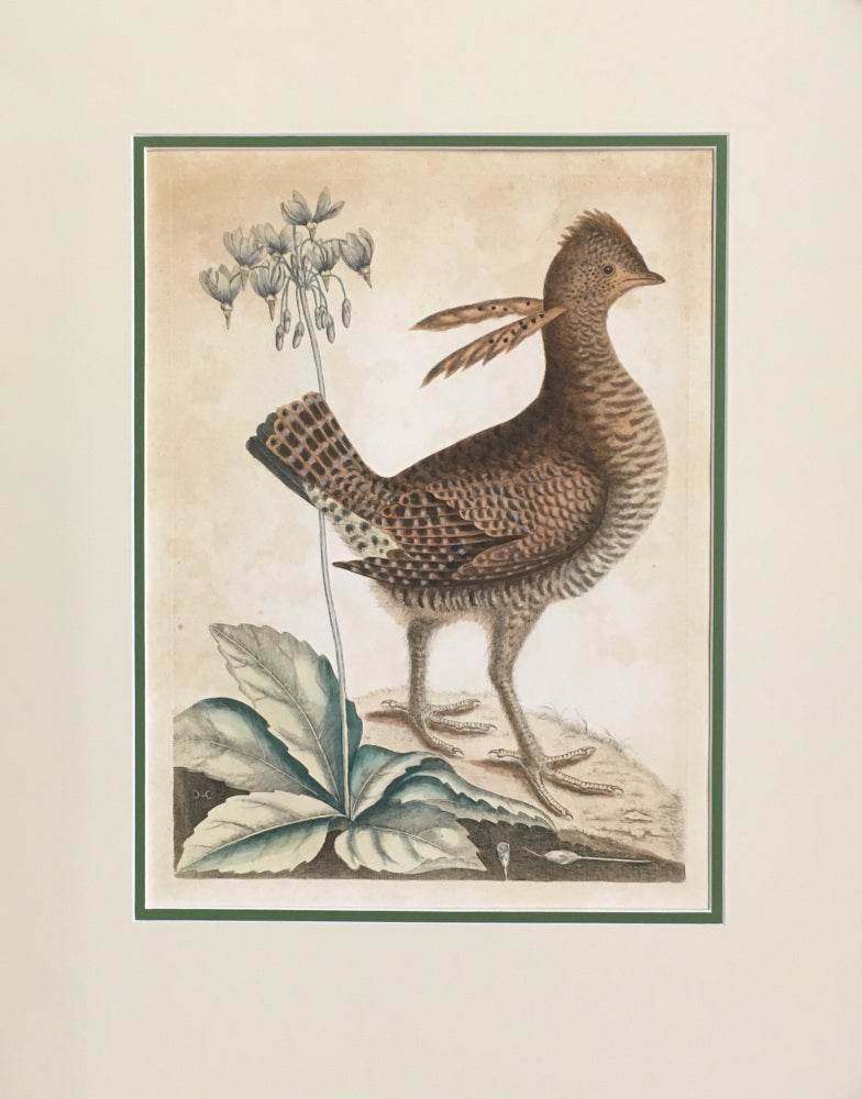 Catesby, Mark “Heath Hen.” Plate 1 from the Appendix