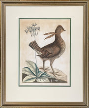 Load image into Gallery viewer, Catesby, Mark “Heath Hen.” Plate 1 from the Appendix
