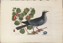 Load image into Gallery viewer, Catesby, Mark  &quot;White Crown Pigeon&quot; T35
